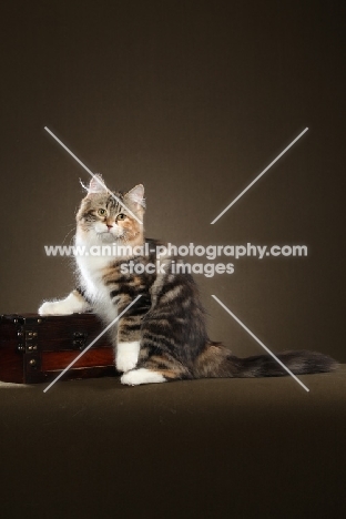 Siberian cat, sitting down near box