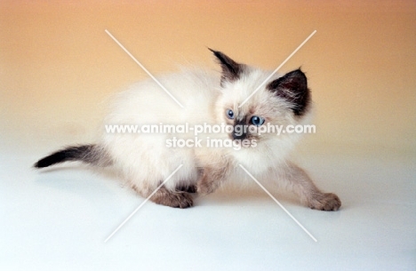 Ragdoll Seal Colourpoint Kitten