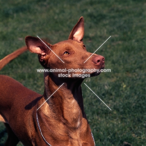 pharaoh hound