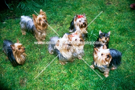 group of seven yorkshire terriers looking up