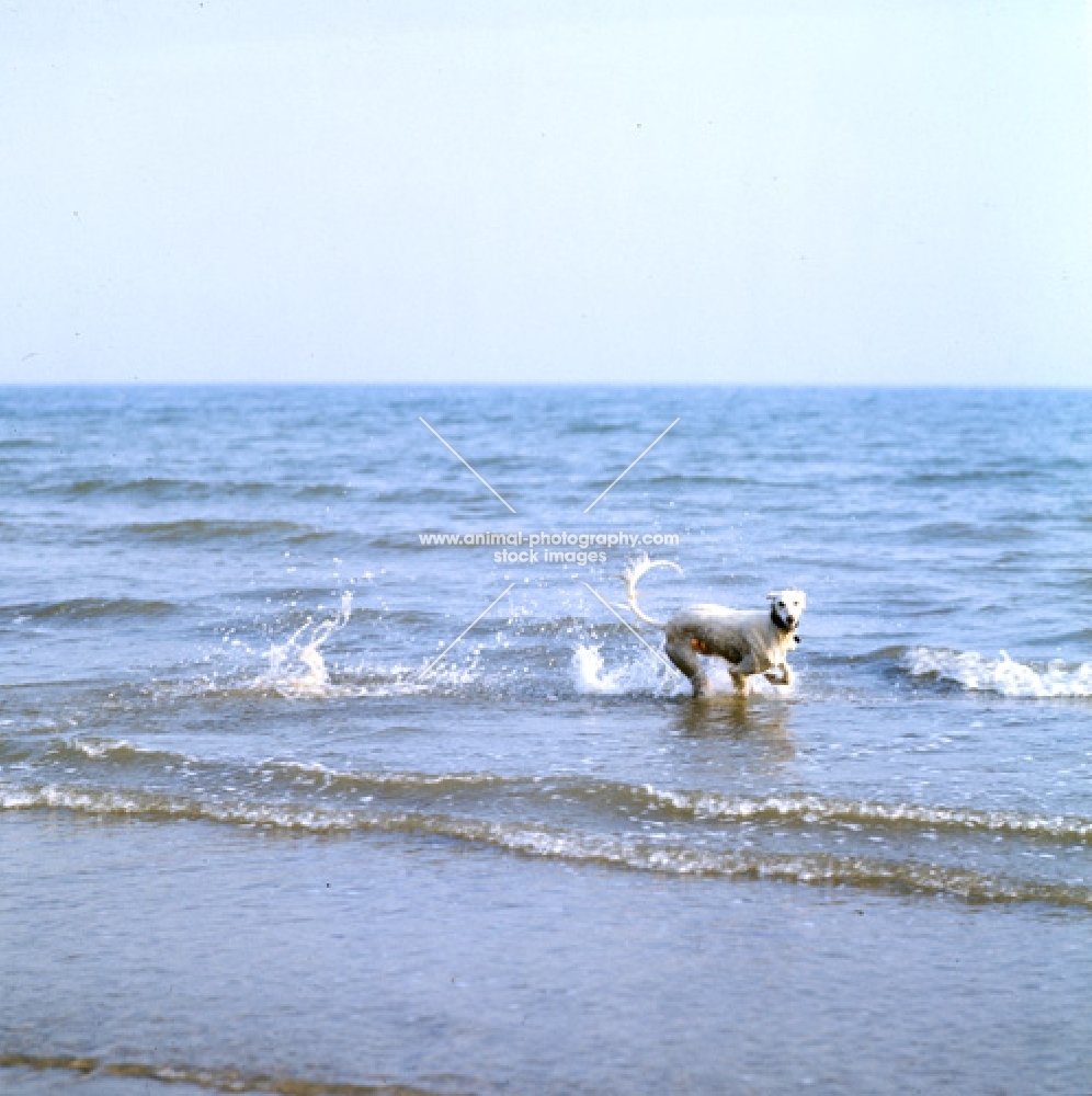 saluki playing in the sea