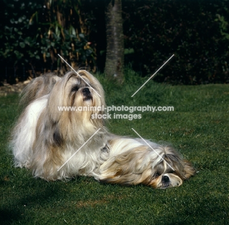 two shih tzus on grass