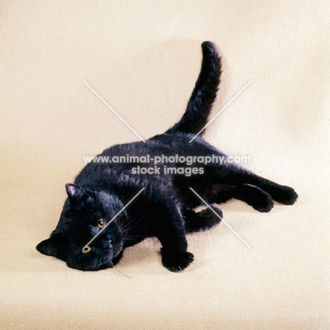 black cat in playful mood