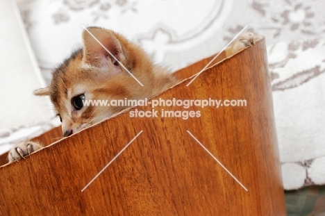 ruddy Abyssinian kitten in a bucket