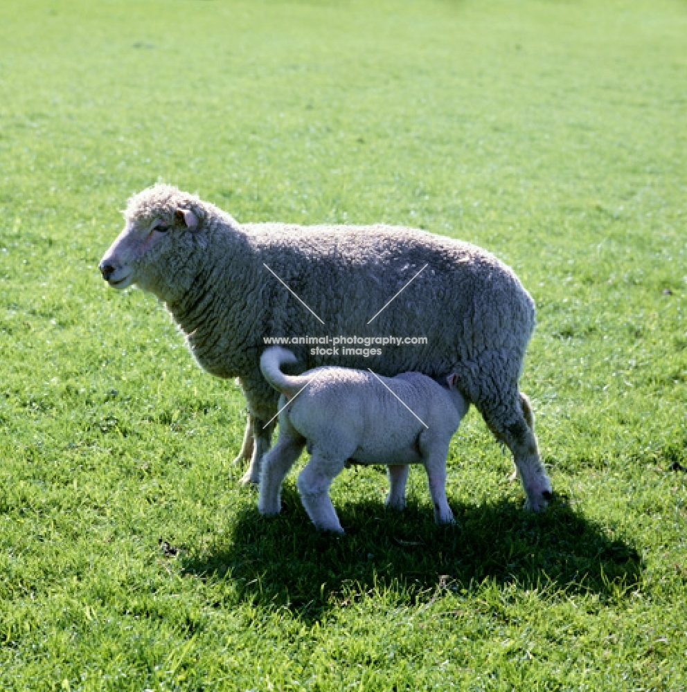 poll dorset with lamb suckling