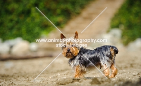 Yorkshire Terrier on beach front