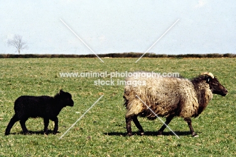 north ronaldsay ewe and lamb