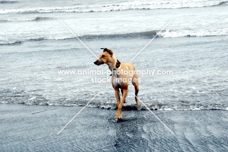 Lurcher on standing in sea, all photographer's profit from this image go to greyhound charities and rescue organisations