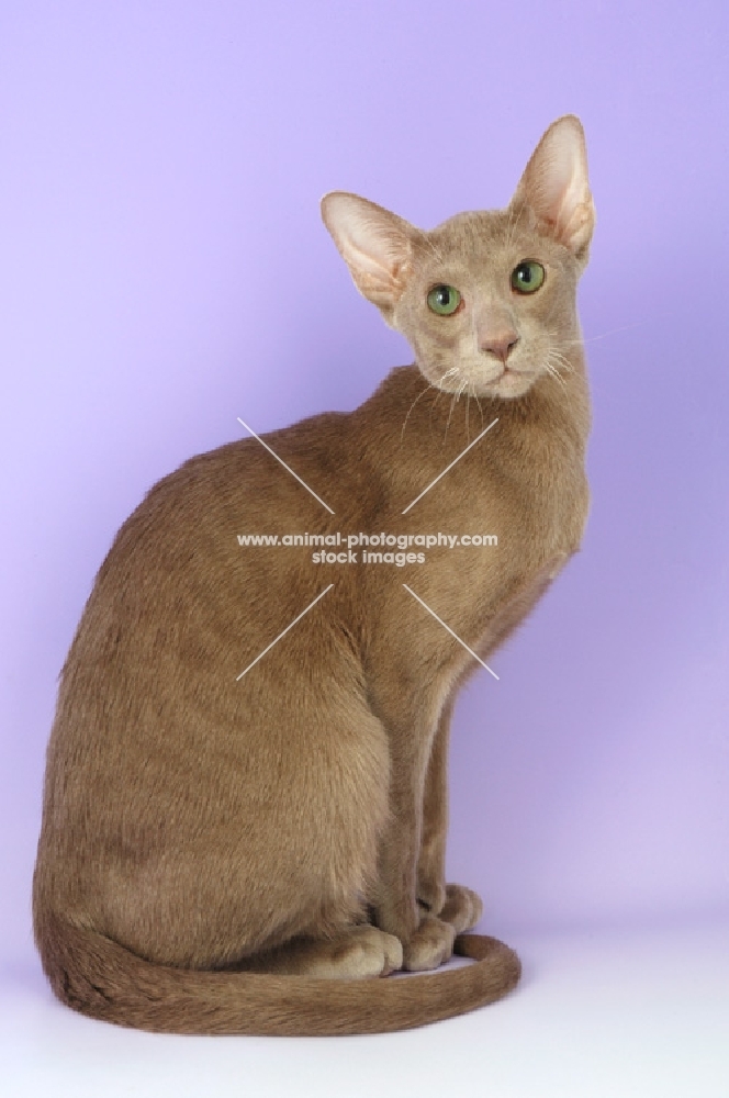 caramel oriental shorthair cat