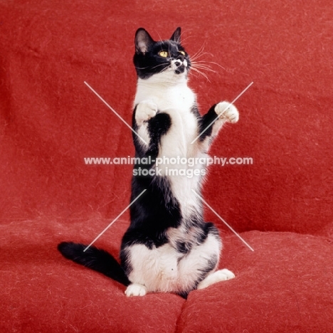 black and white cat sitting up