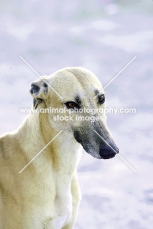 Cyprus Greyounf portrait