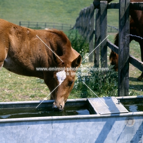 chestnut foal (unknown breed) drinking at trough