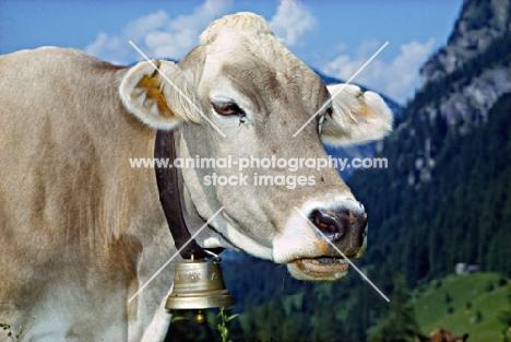 brown swiss cow dozing in switzerland
