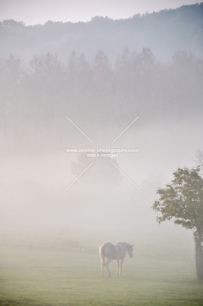 Horse walking in misty field