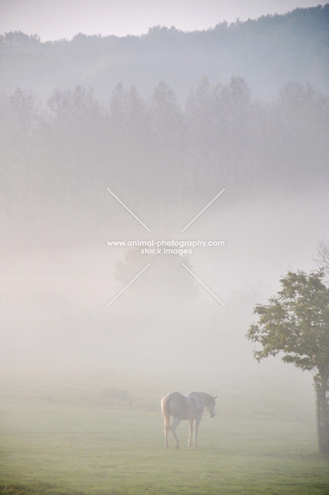 Horse walking in misty field
