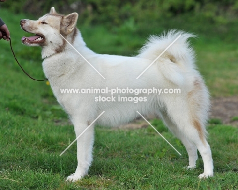 Canadian Eskimo Dog (aka Canadian Inuit Dog or Qimmiq)