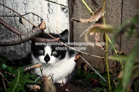 Barn kitten hiding in shrubs