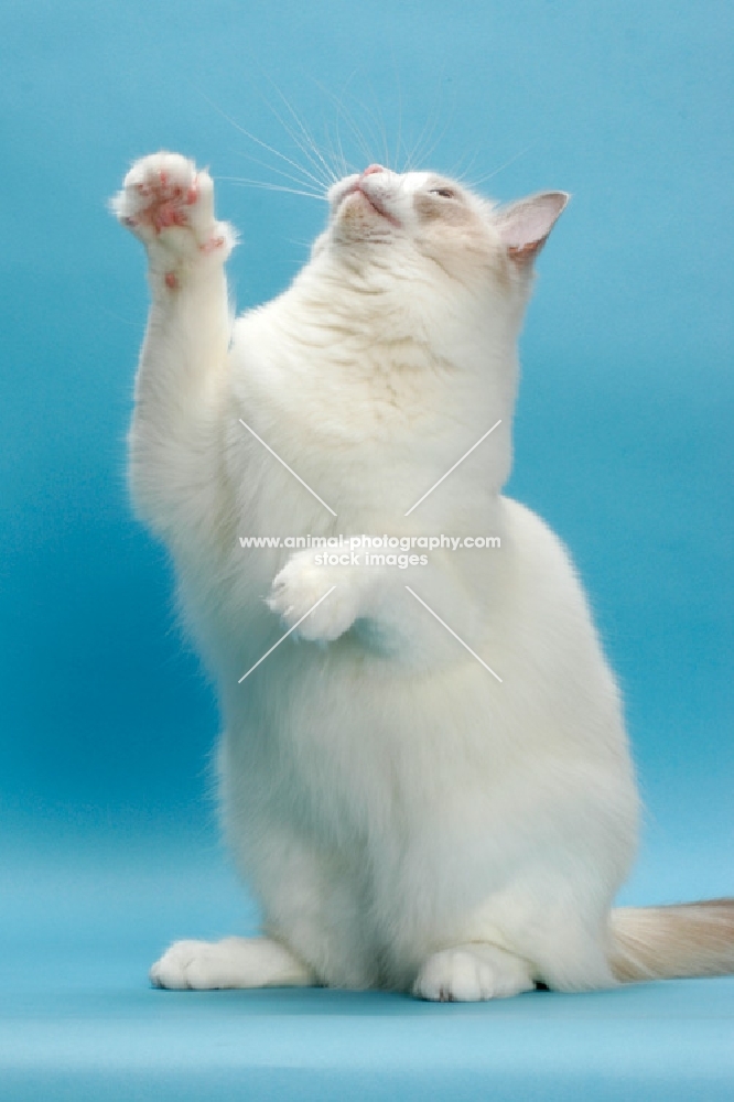 Blue Point Bi-Colour Ragdoll, on hind legs