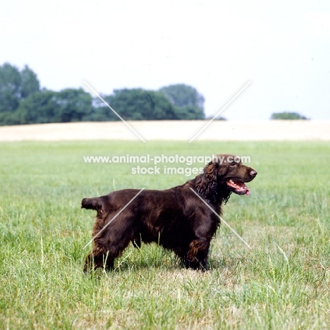champion spaniel standing in a field