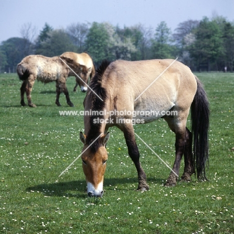 przewalski's horse at whipsnade with mealy muzzle grazing