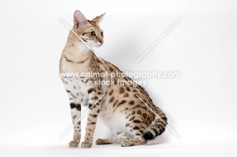 spotted Savannah, sitting on white background