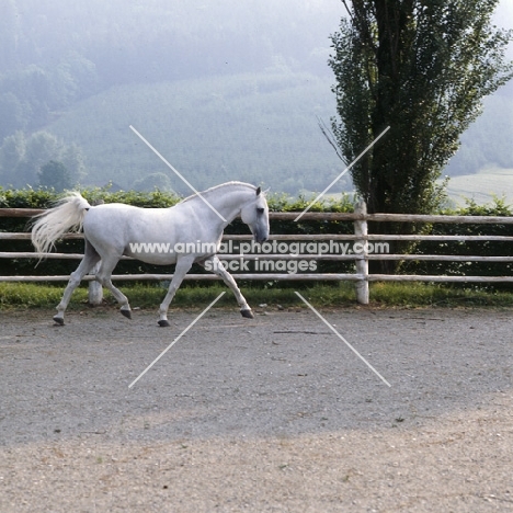 Favory Dubovina, Lipizzaner stallion at piber