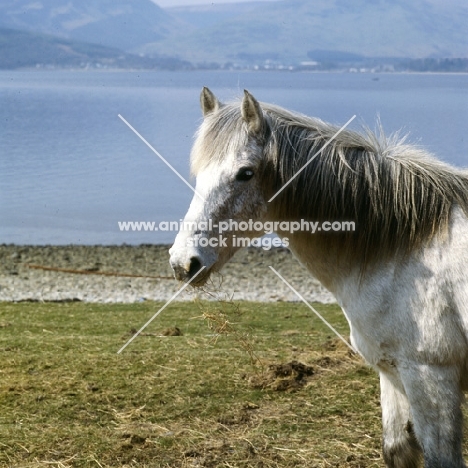 Eriskay Pony head study