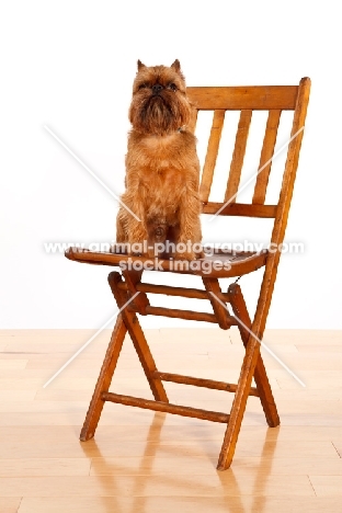 Griffon Bruxellois sitting proudly on chair