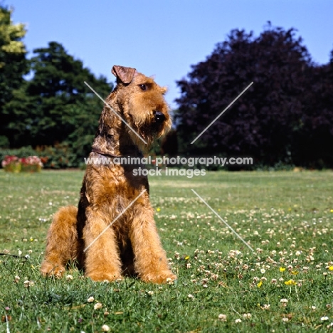 ch jokyl gallipants (soldier), airedale sitting on grass