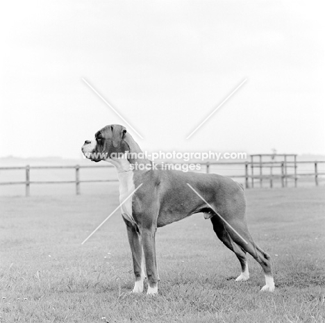 Boxer from Summerdale Kennels