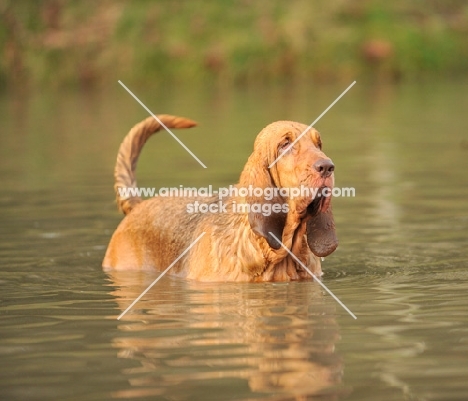 Bloodhound cooling down in water