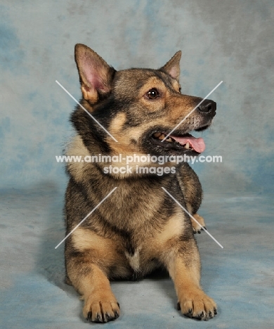 Swedish Vallhund lying down in studio