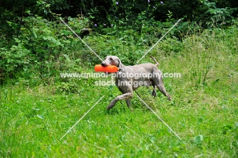 Weimaraner retrieving