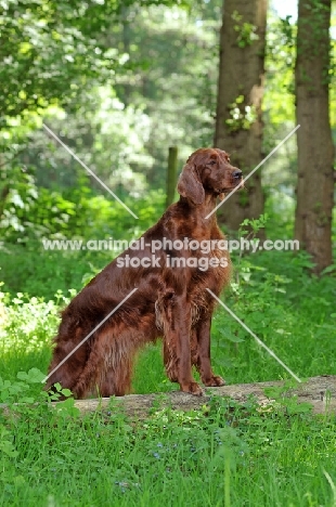 Irish Setter in forest