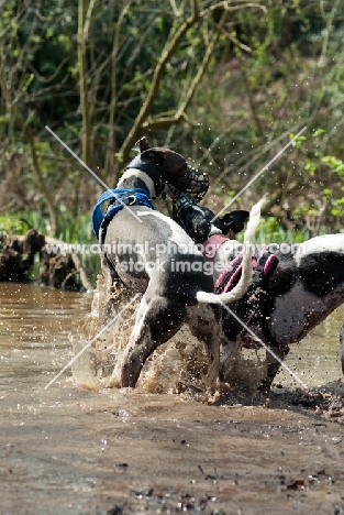 Lurchers playing