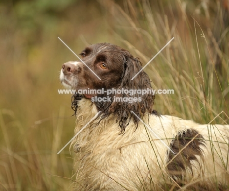 working English Springer Spaniel