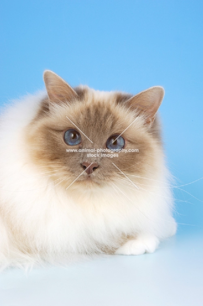 lilac point birman cat, portrait