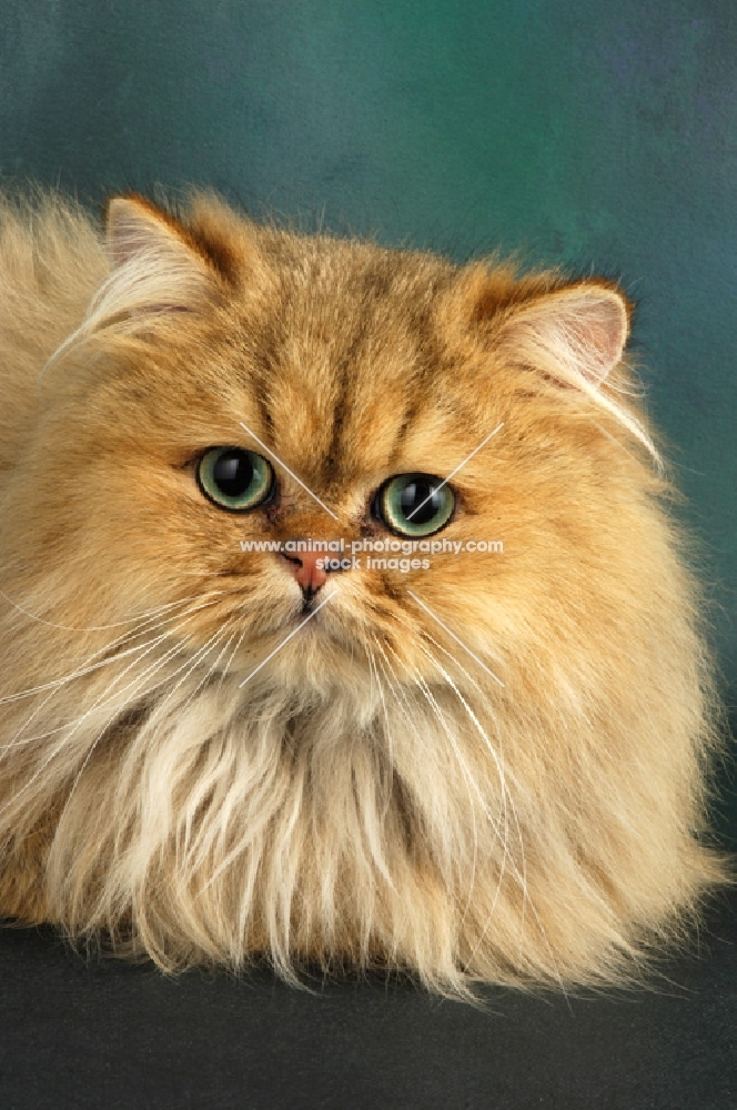 golden persian cat portrait