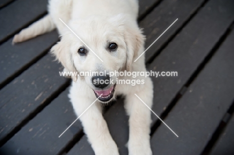 Golden retriever puppy lying on deck, smiling.