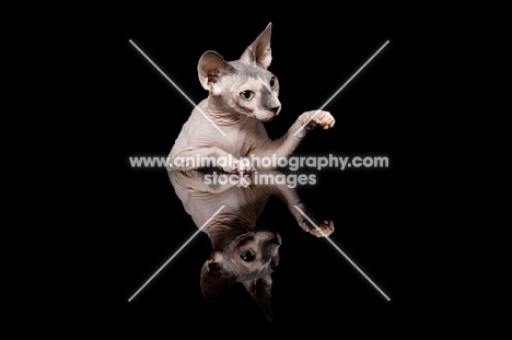 sphynx cat, one paw up