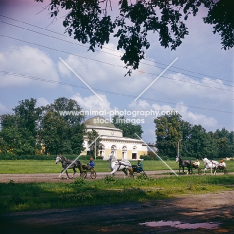 Driving four Karenovsky horses at trotting races