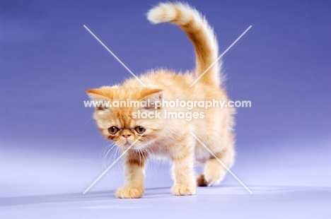 Exotic ginger kitten on a purple background