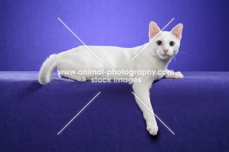 Khao Manee lying on purple background