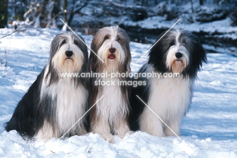 bearded collie group in snow