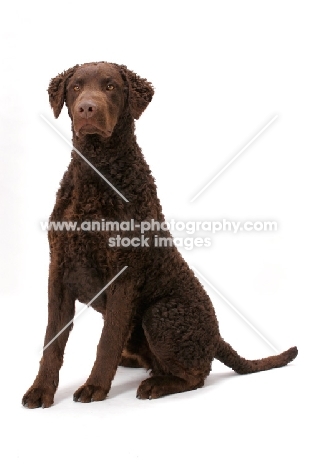 Curly Coated Retriever in studio