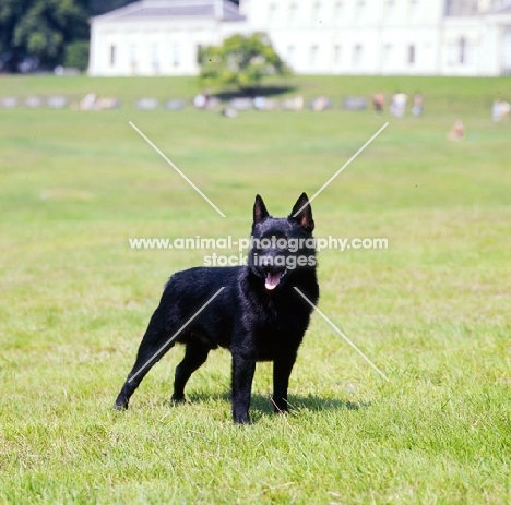 schipperke standing on a lawn