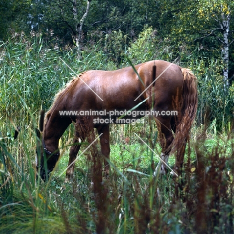 Martini, Frederiksborg stallion grazing among reeds