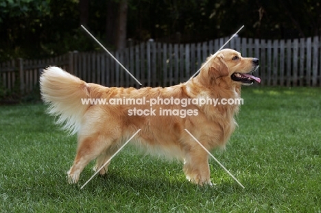 Golden Retriever posed