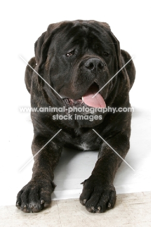 Brindle Mastiff in studio