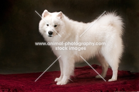 Samoyed dog in studio